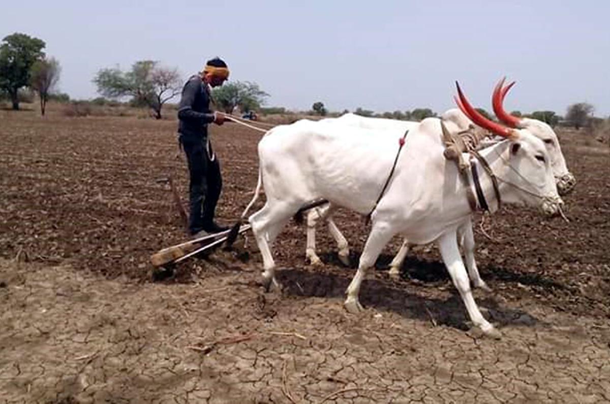 राज्यात मान्सूनला ब्रेक ; पेरण्या रखडल्या