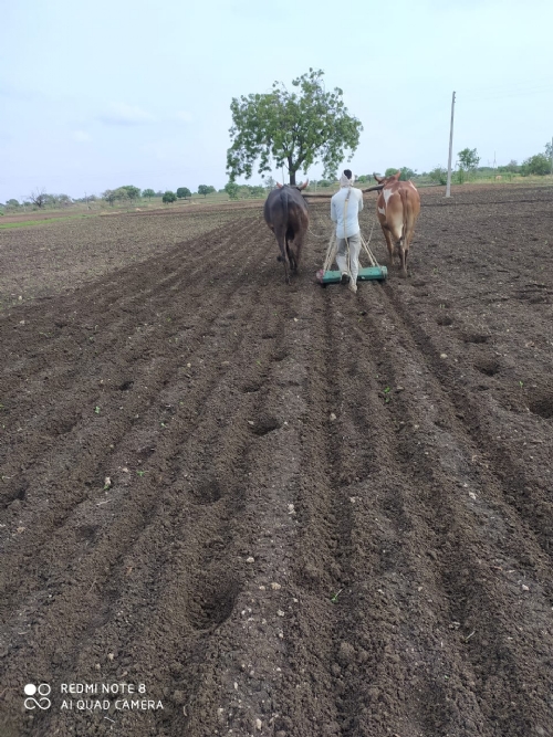 बीड जिल्ह्यातील शेतकऱ्यांवर दुबार पेरणीचे संकट