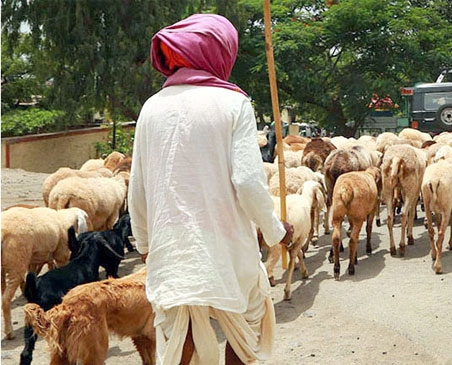 मेंढपाळांना पिस्तुल व परवाना द्या ; संघर्ष समितीच्या शेंडगेंची मागणी