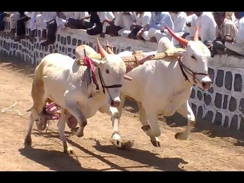 बंदी असूनही सातारा जिल्ह्यात बैलगाडी शर्यतीचा धुरळा