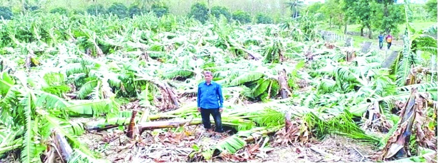 चक्रीवादळात केळीच्या बागा भुईसपाट; कराड तालुक्यातील विंग परिसरात 20 लाखांचे नुकसान