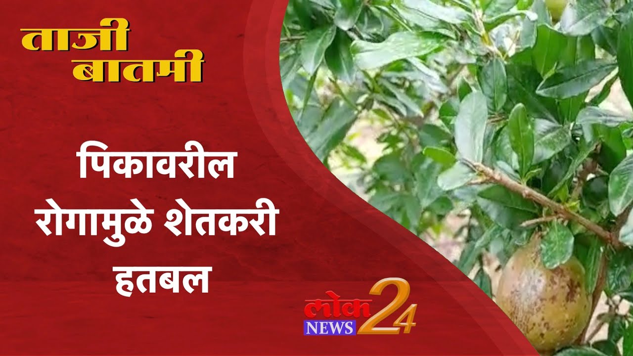 Beed : पिकावरील रोगामुळे शेतकरी हतबल l LokNews24