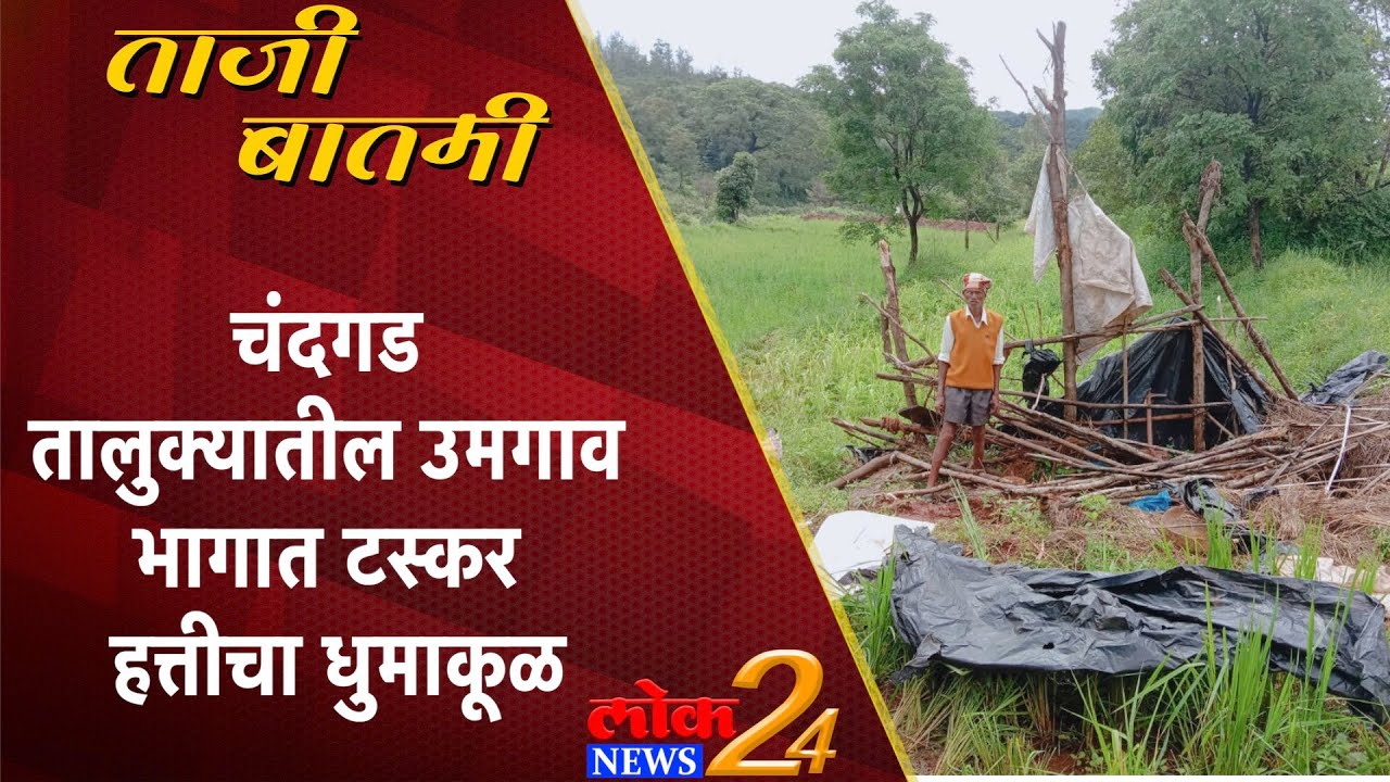 Kolhapur : चंदगड तालुक्यातील उमगाव भागात टस्कर हत्तीचा धुमाकूळ (Video)