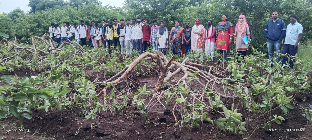 प्रवरेच्या कृषी व कृषी संलग्नित महाविद्यालयामध्ये पेरू दाब कलम कार्यशाळा संपन्न