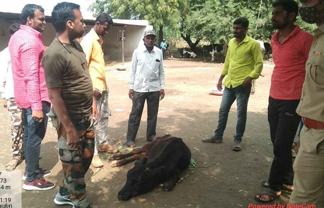 कोरेगावमध्ये बिबट्याने घेतला कुत्र्याचा बळी ; वासरू जखमी