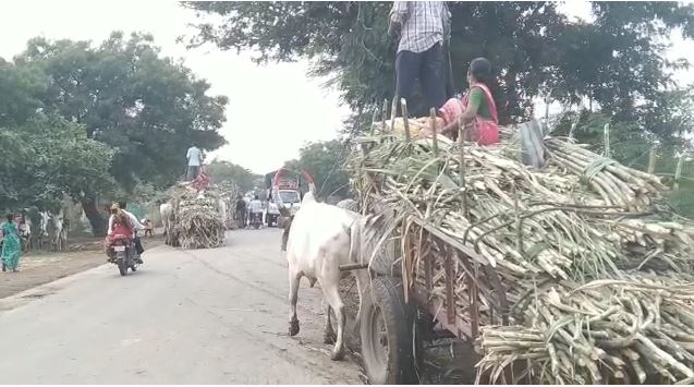 AHMEDNAGAR | पावसामुळे ऊस तोड मजूरांचे मोठ्या प्रमाणात हाल