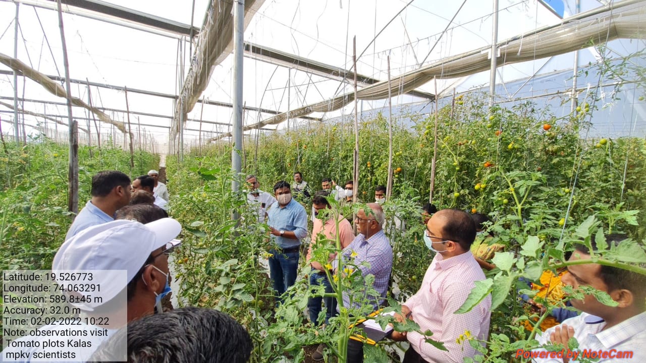 महात्मा फुले कृषि विद्यापीठातील शास्त्रज्ञांच्या टोमॅटो उत्पादक शेतकऱ्यांच्या  शेतावर भेटी व मार्गदर्शन