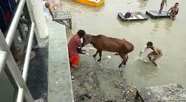 कानपुरमध्ये पिटबुलचा गायीवर हल्ला