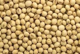 Three percent increase in moisture limit with guarantee price of 6 thousand rupees for soybeans from the grand coalition government.