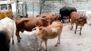 सोनई पोलिसांनी गोवंशीय जनावराचा टेम्पो पकडला