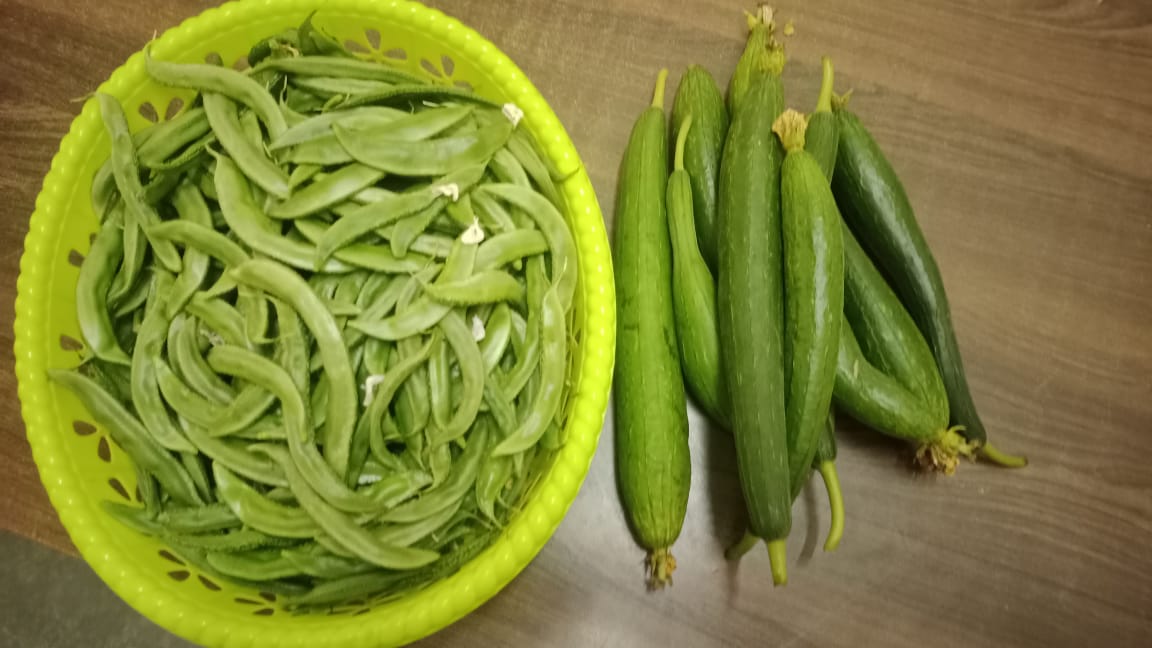 प्रवरेच्या कृषीच्या विद्यार्थ्यांनी ग्रो बॅग मध्ये पिकविला भाजीपाला