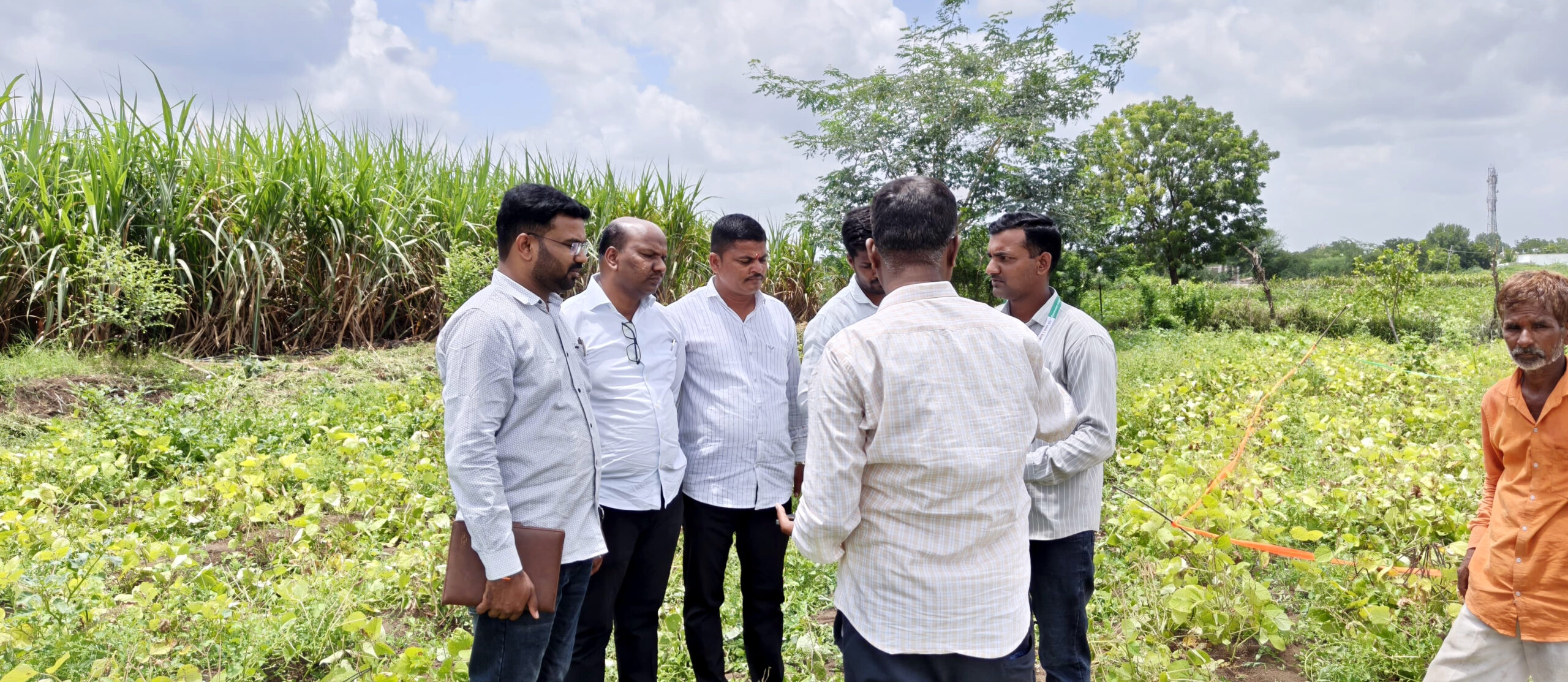 गेवराई तालुक्यात दुष्काळजन्य परिस्थितीने पिकांचे नुकसान; शिवसेना जिल्हा संघटक विक्रमराजे भोसले यांनी बांधावर जाऊन घेतली पाहणी कापूस व इतर पिकांच्या नुकसानीचे पंचनामे करण्याच्या कृषी अधिकाऱ्यांना सूचना